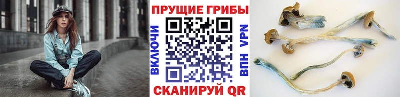 Галлюциногенные грибы Psilocybine cubensis  Кологрив 